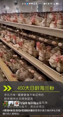 450�����亣���۲���ʱ�����뵰ƷƷ���ȶ�