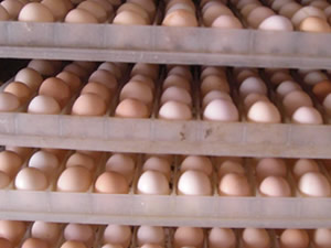 蛋鸡300-225.jpg