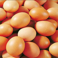 鱼肝油用于蛋鸡1.jpg