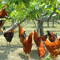 鱼肝油用于夏季养鸡.jpg