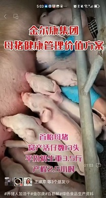��̥ĸ������13ͷ������3.5�����2.5Сʱ