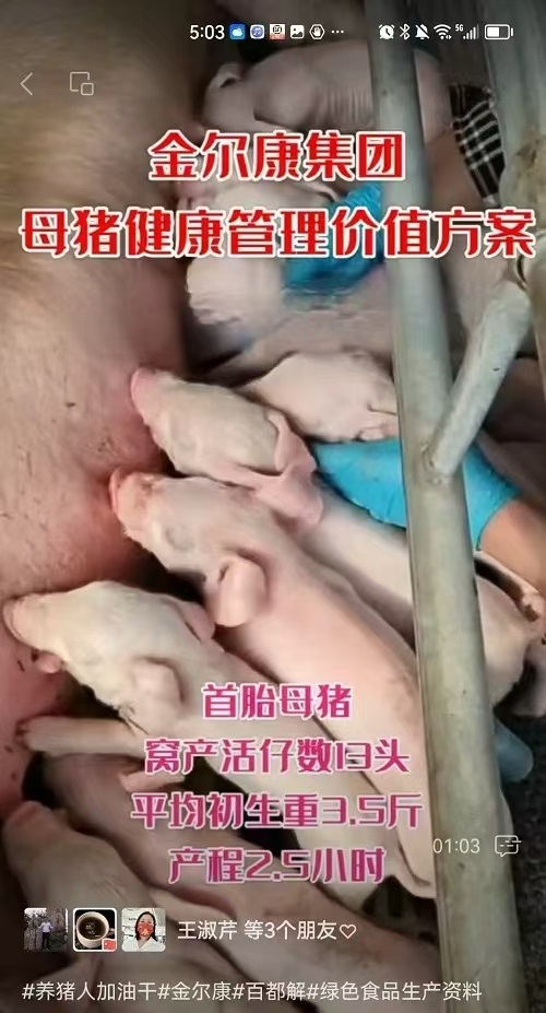 07-��̥����13ͷ.jpg